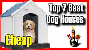 best dog houses
