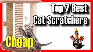 Best Cat Scratching Posts