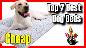 Best dog beds
